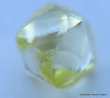 Fancy yellow 0.27 carat natural diamond uncut rough genuine diamond out mine