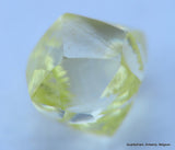 Fancy yellow 0.27 carat natural diamond uncut rough genuine diamond out mine