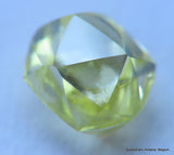 Intense fancy yellow 0.35 carat natural diamond uncut rough genuine diamond